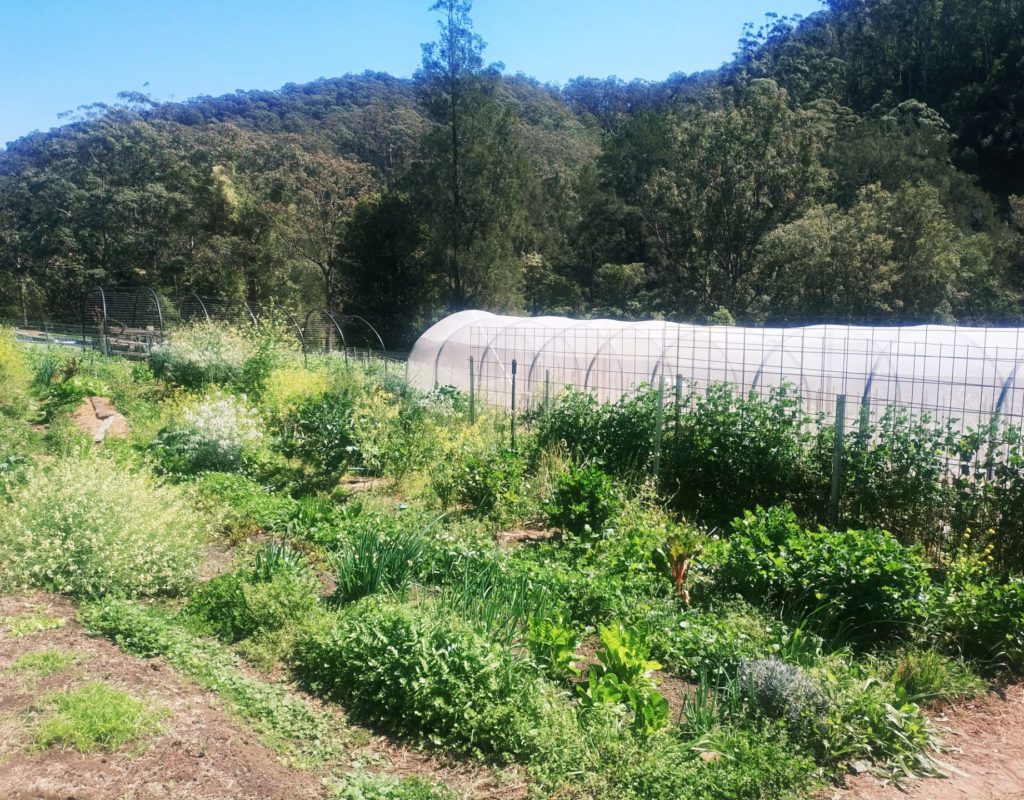 Inside the veggie garden