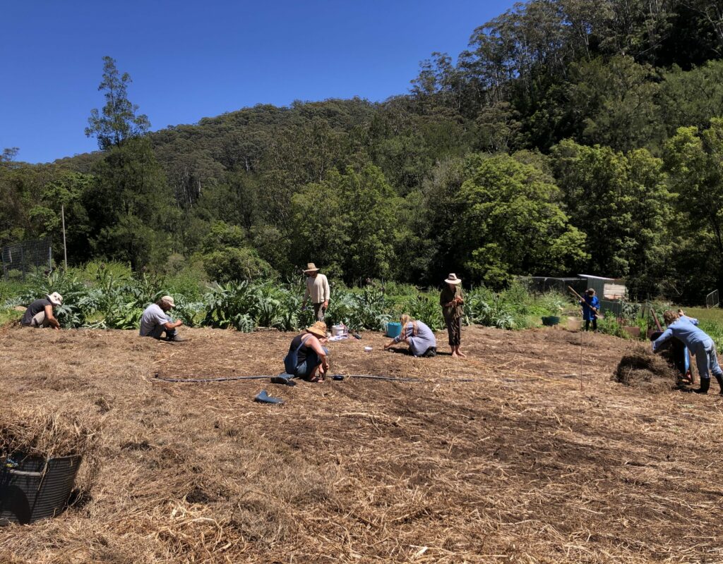 Planting the Three Sisters (corn, beans and squash)