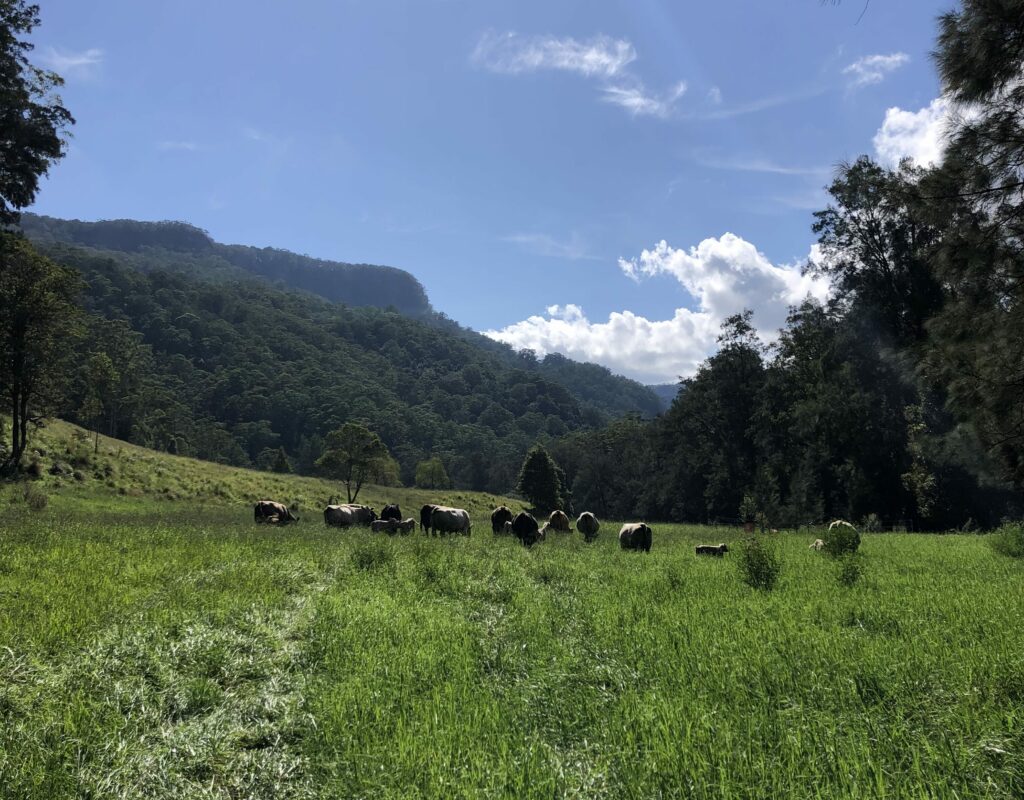 Some of our regenerative beef cattle