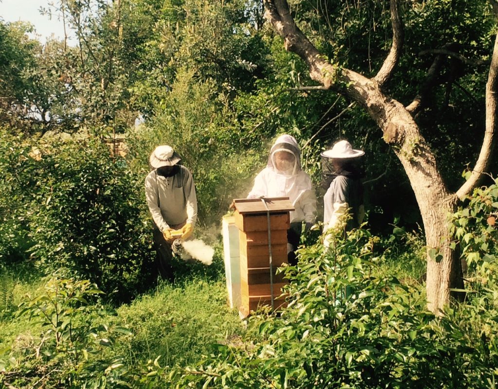 Bee hives