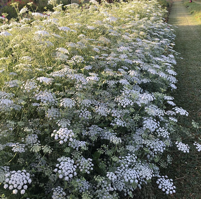 Mount Lawless Organic Flowers’s Profile | WWOOF Australia