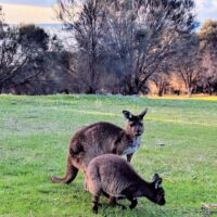 Messenger_creation_DFE9B6EF-F32D-47CF-B921-07F5C728AC4F 