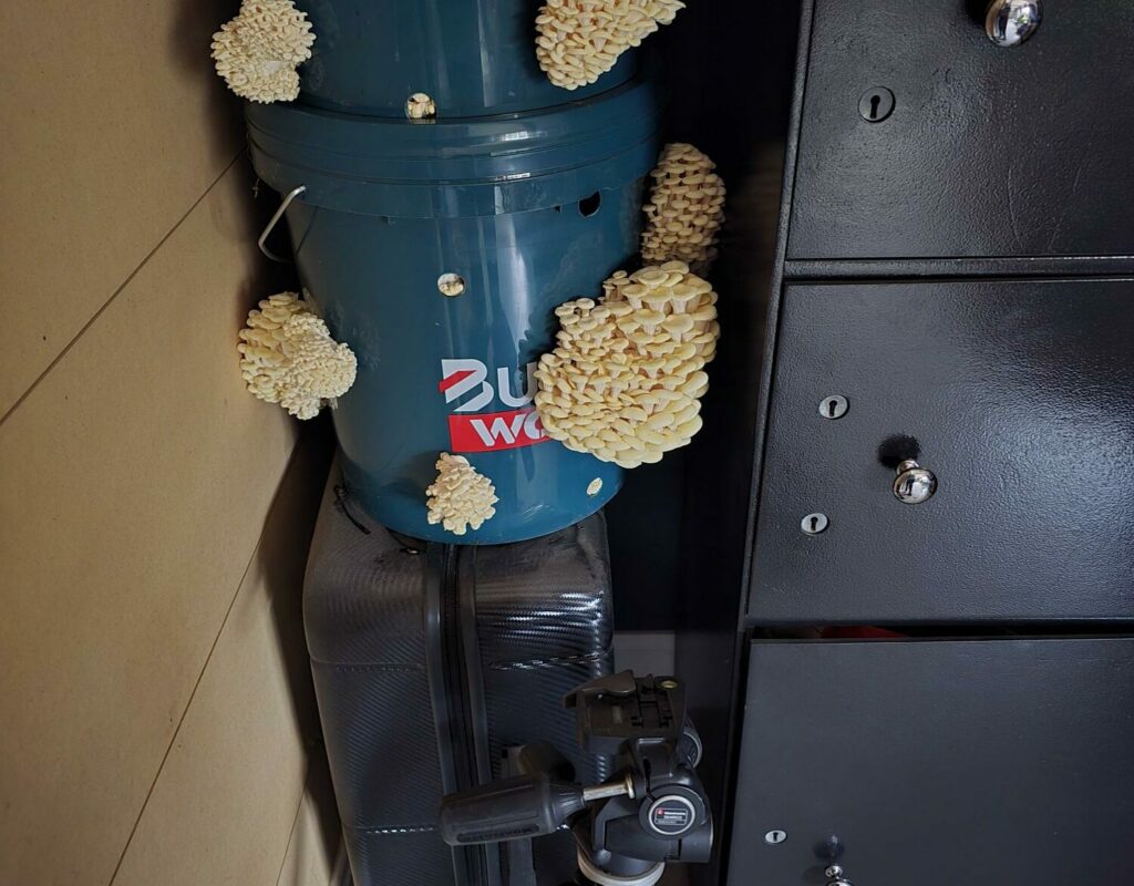 Almost mushroom harvest