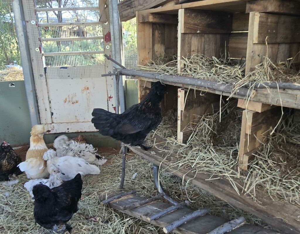 Chickens and their new home