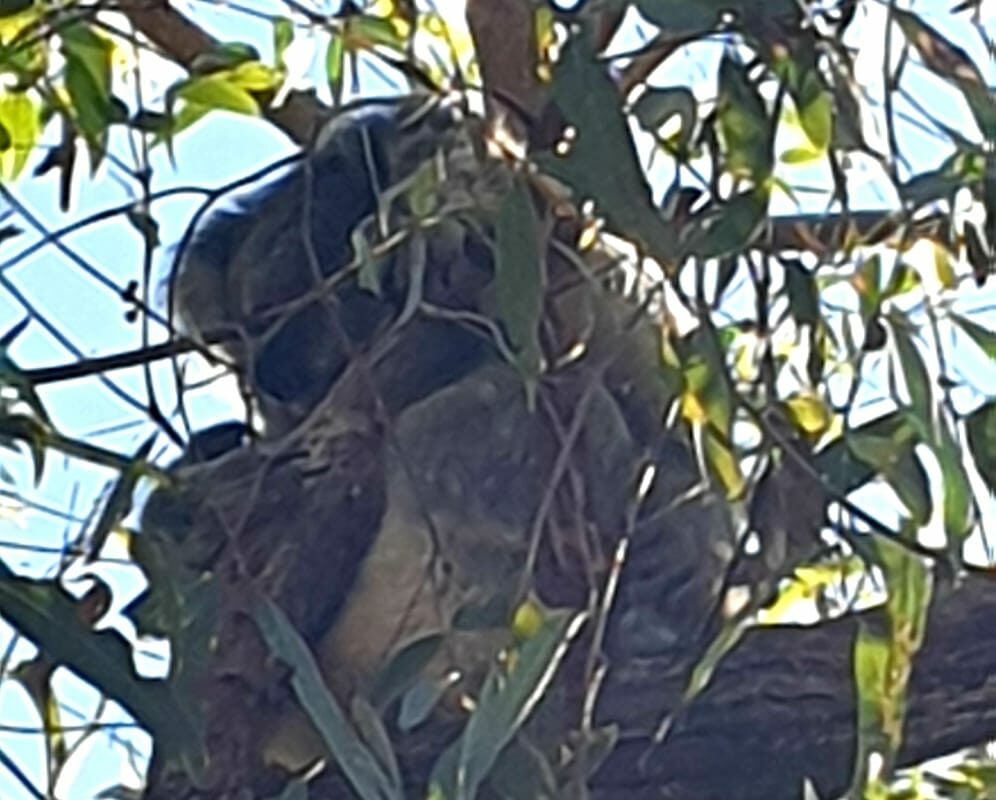 Nearby Raymond Island with resident koalas