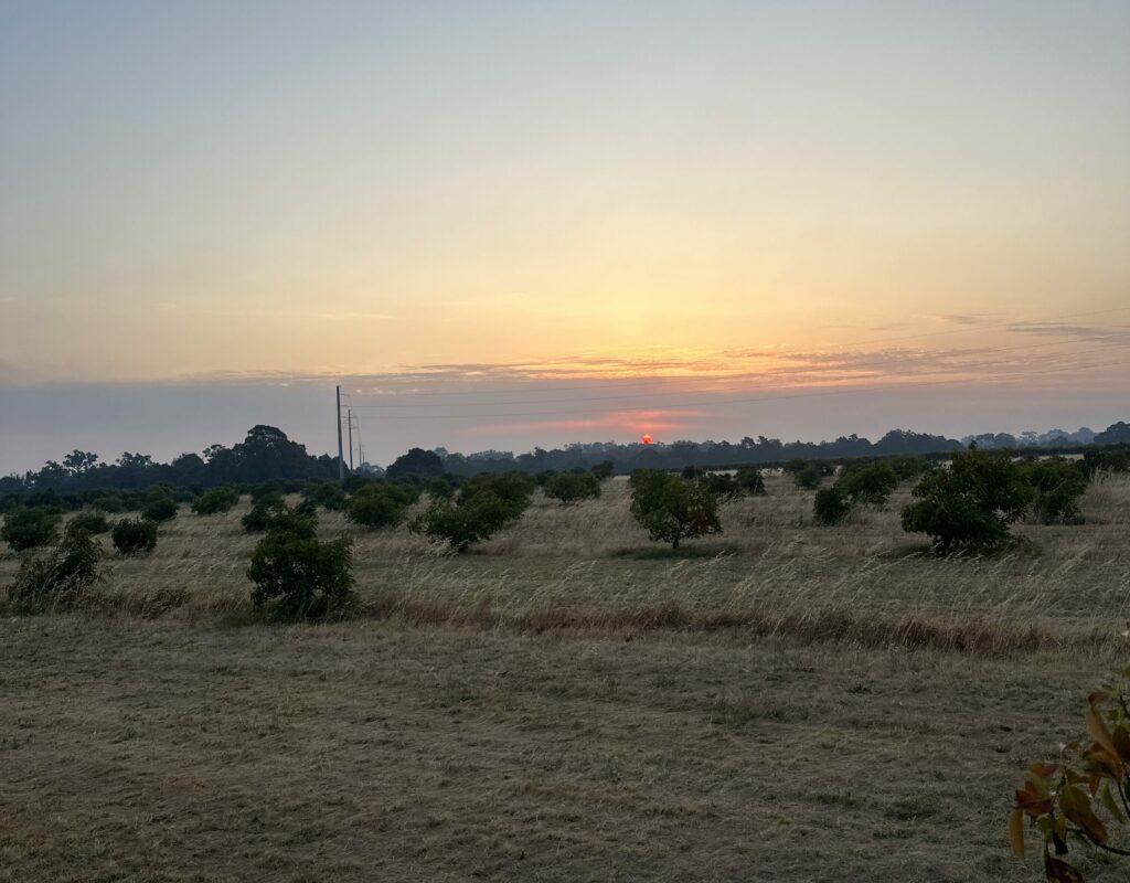Avocado orchard