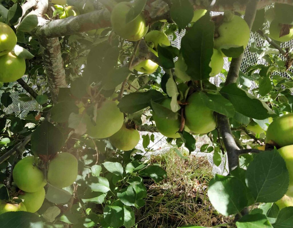 Apples in the orchard