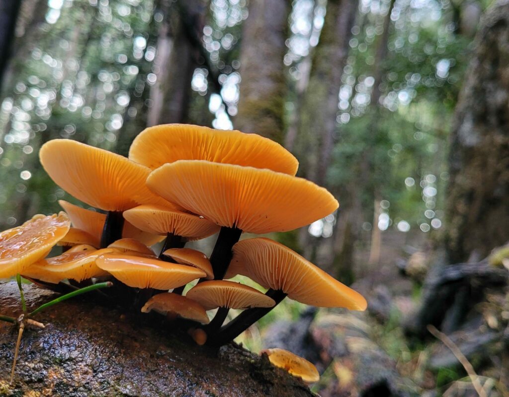 Fungi