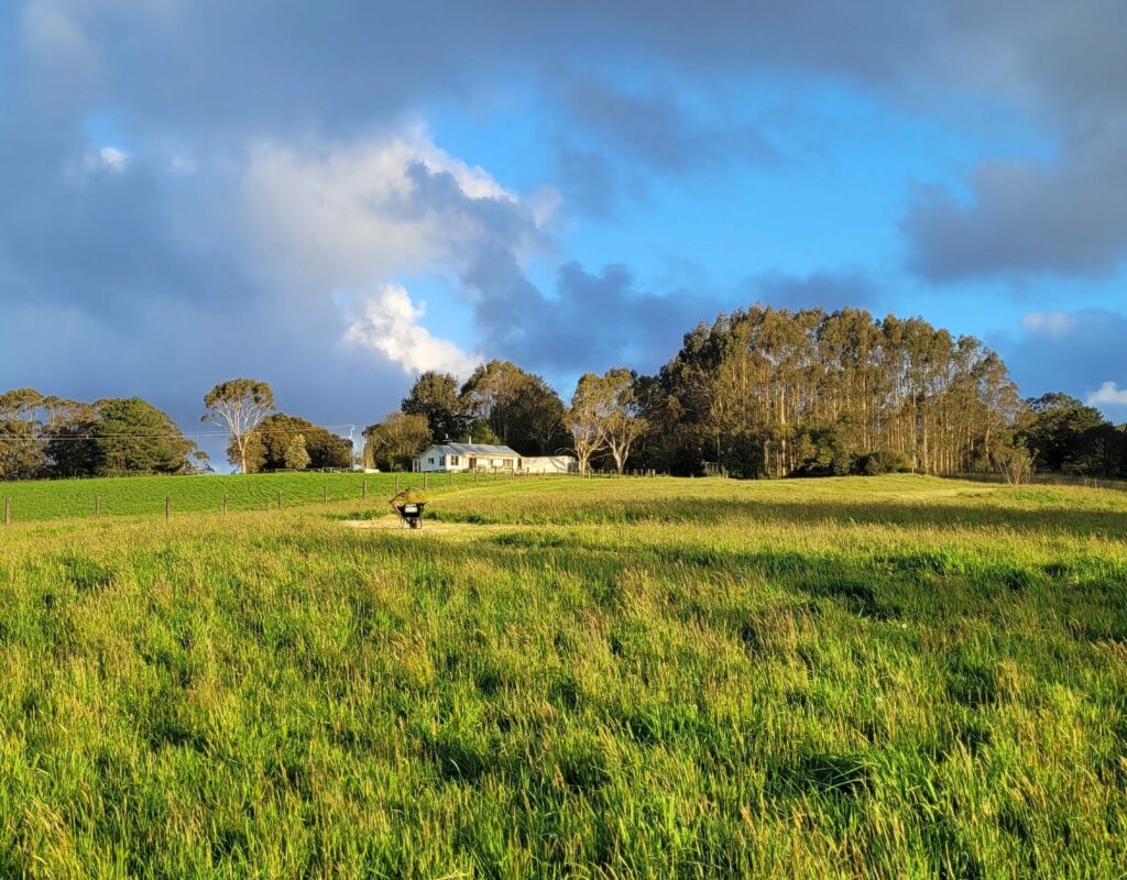 Sunny day looking toward the house