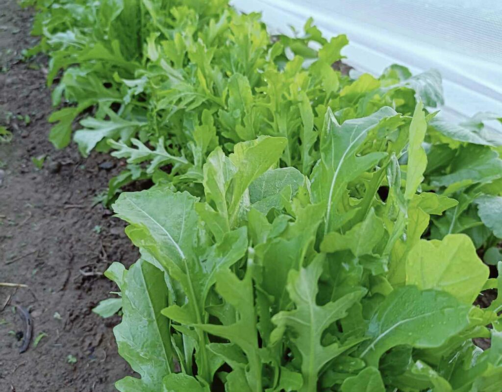 received_1087883886325223