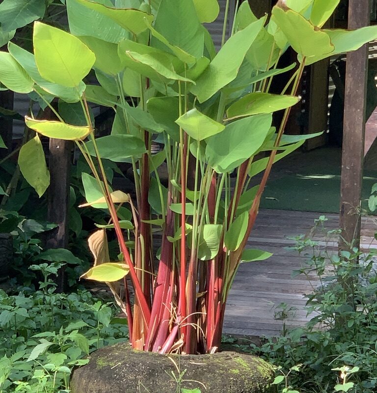 1903AB4C-D0DB-4FF5-8175-FF2C510175C2_1_105_c