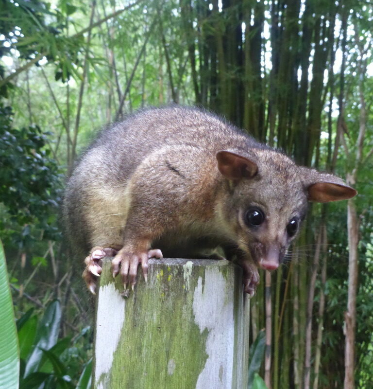 220A3077-2333-4D6A-BDE8-9E2201B589E0_1_105_c