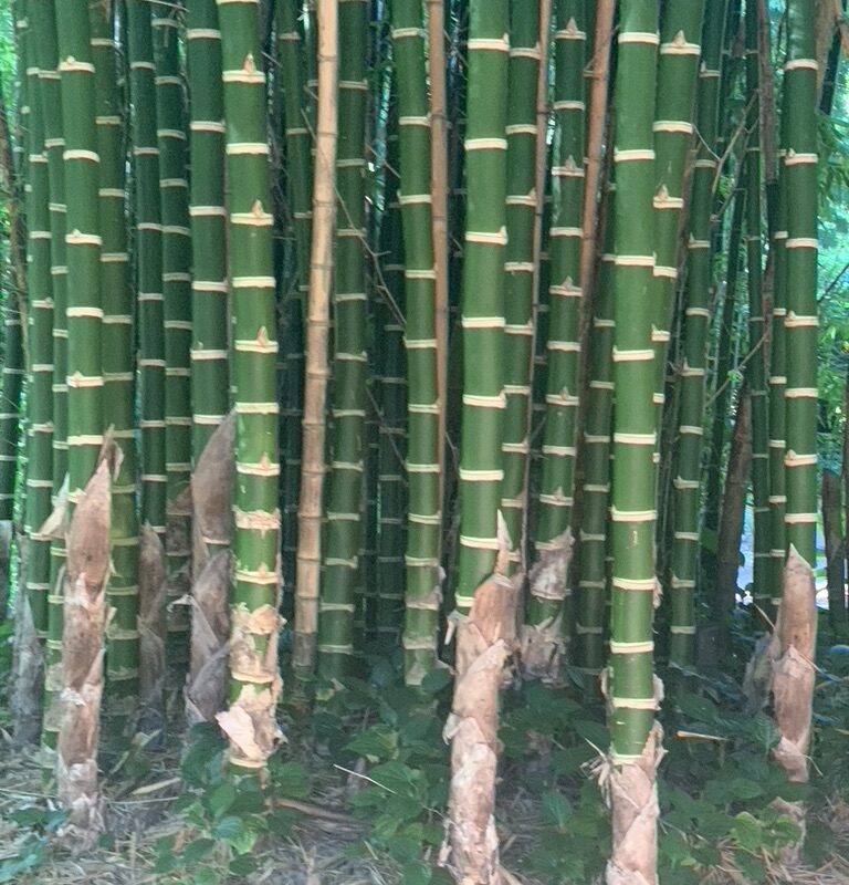 C7D796F7-D91E-4DD8-9104-E7E81166B181_1_105_c