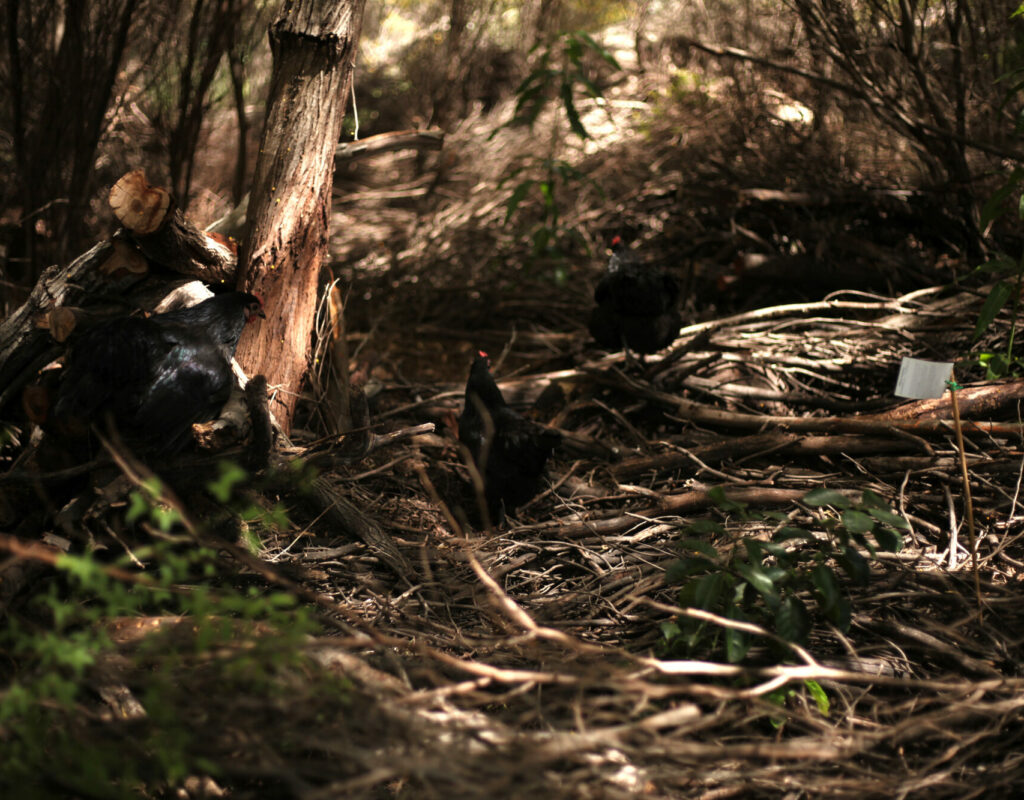 Chickens in a food forest