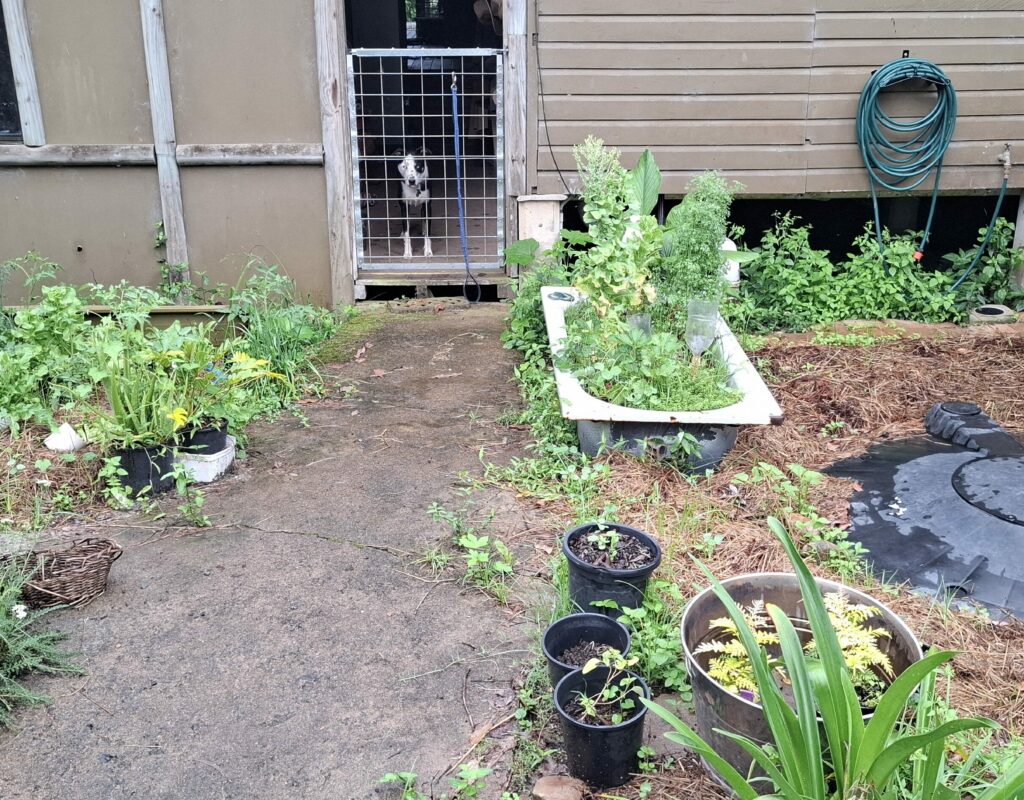 Garden near back entrance