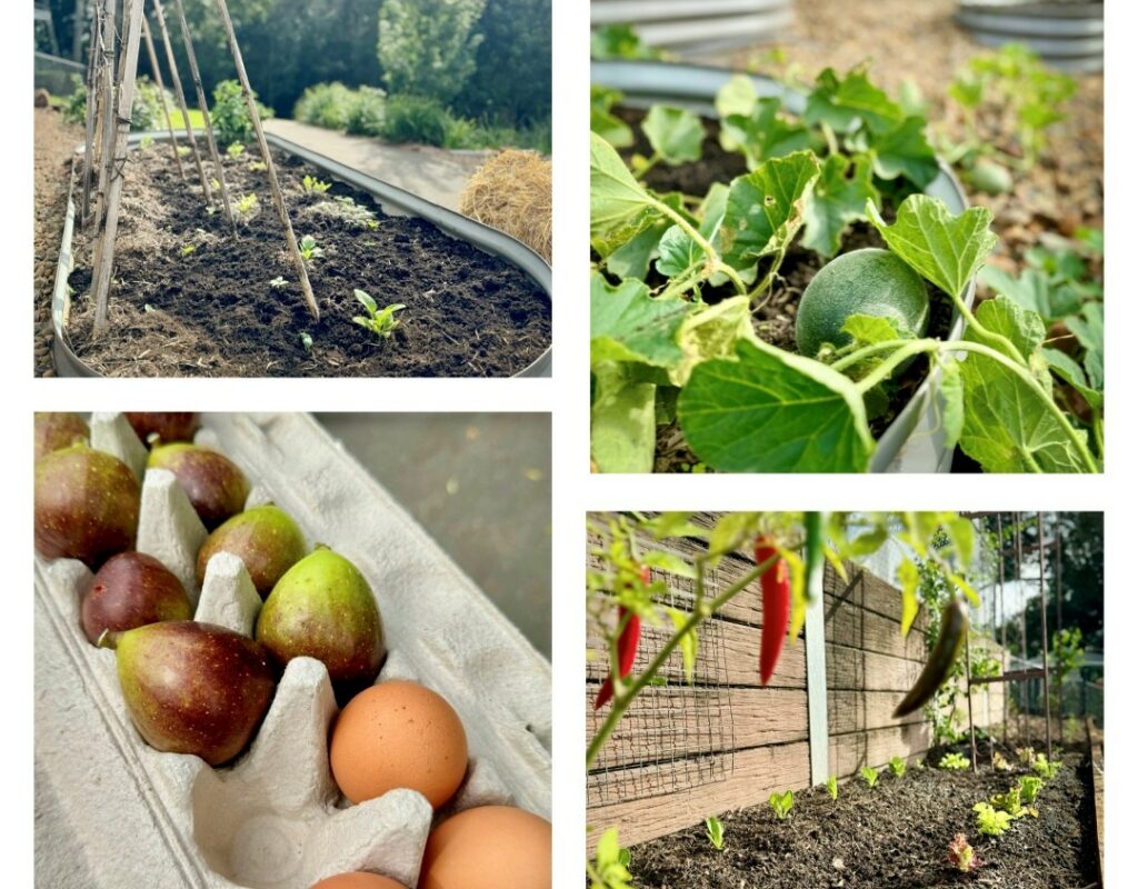 selection of produce