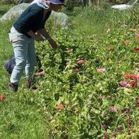 WORKING WITH THE FLOWERS 
