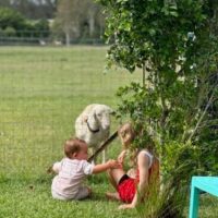 animals at the market