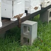 bees in action