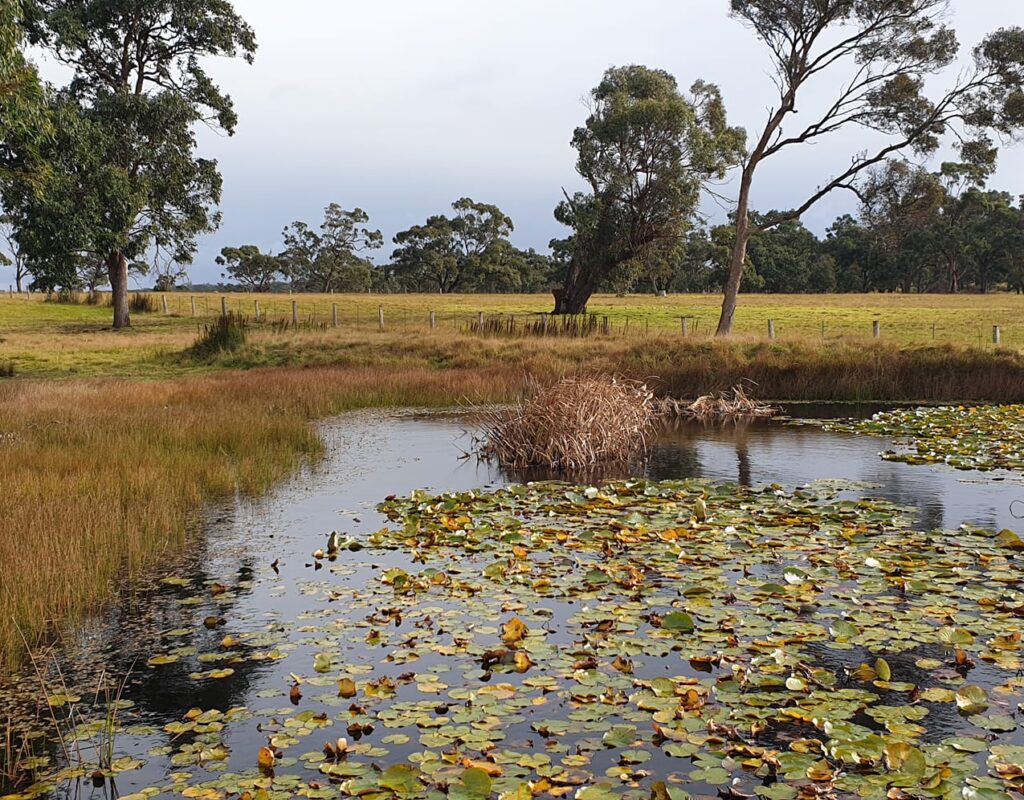 Ecology on the dam