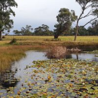 Ecology on the dam 