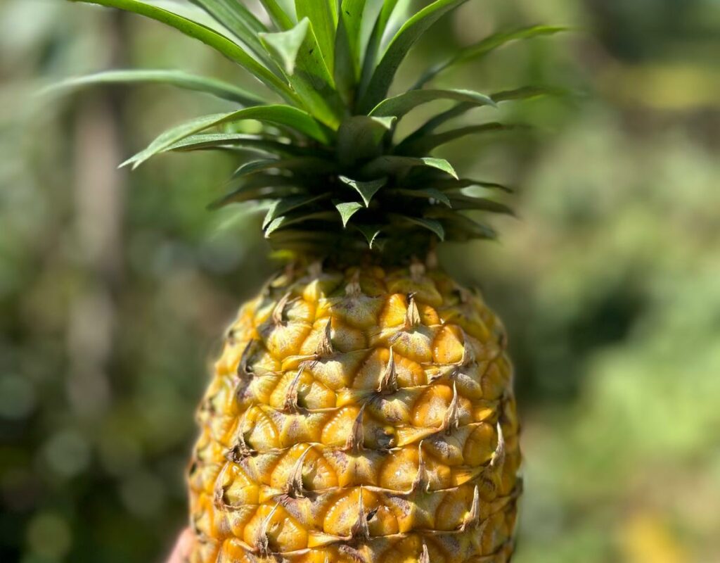 PHOTO-2024-11-16-11-58-54 (3)