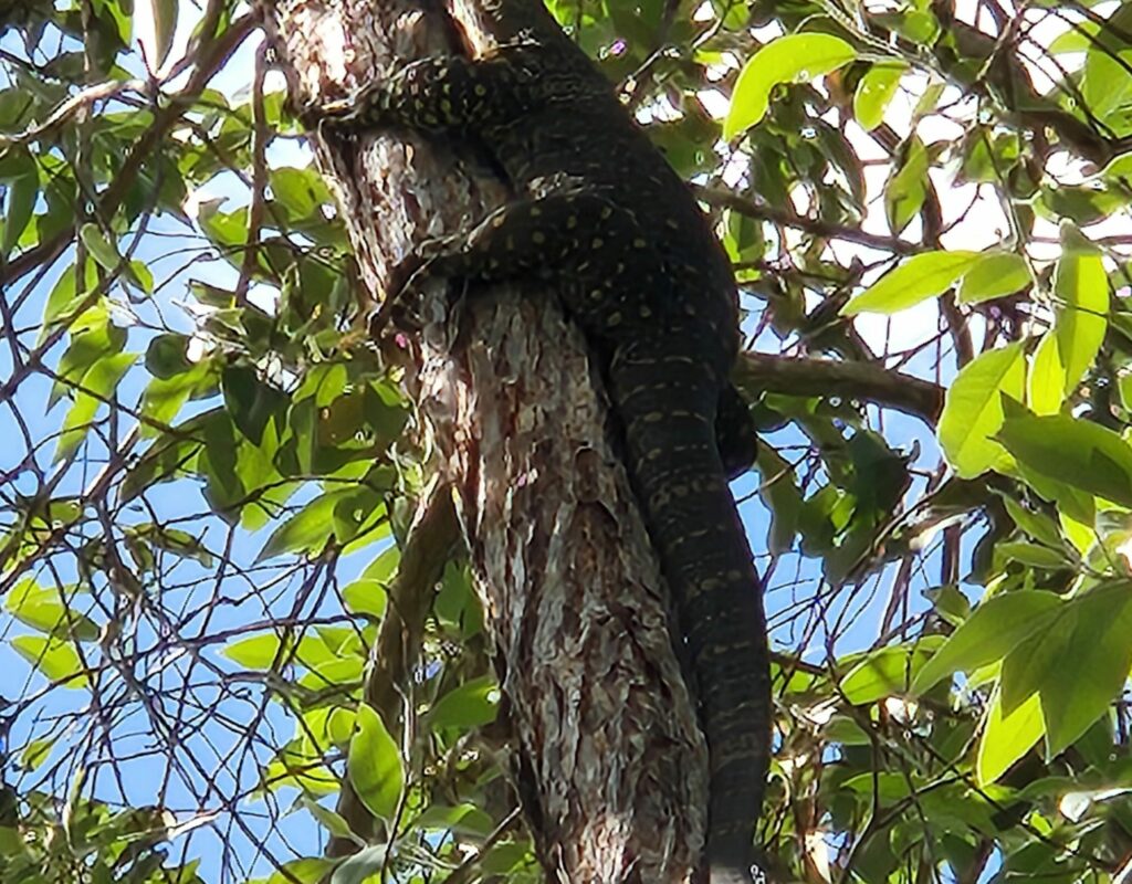 Goanna