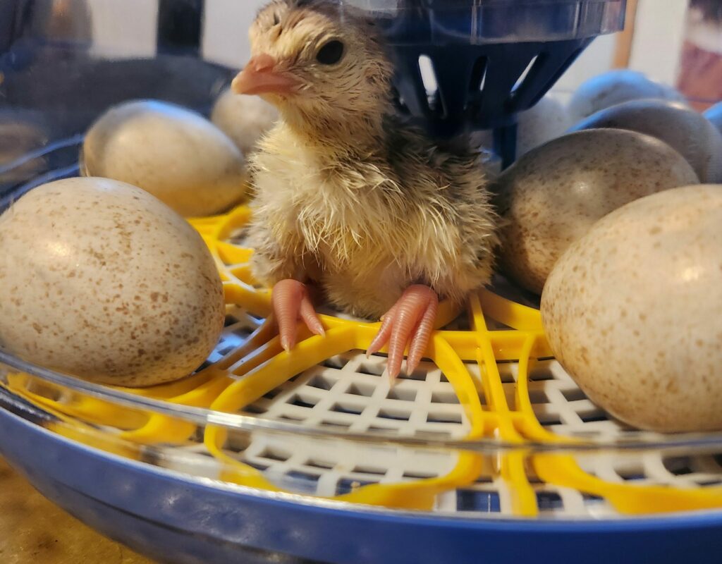 Baby turkeys!