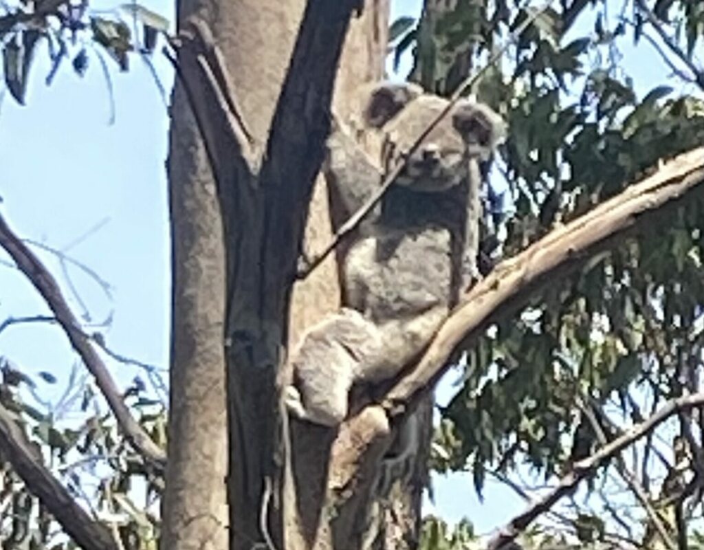 Hallo Koala