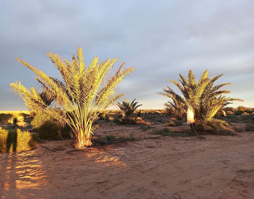 IMG_20250425_065921_123