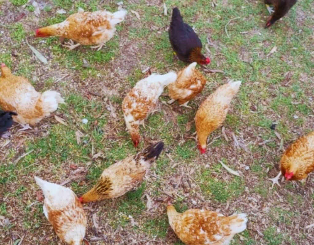 Fresh eggs anyone :)