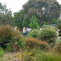 11 25 Mt Roland landcare garden walk 5 