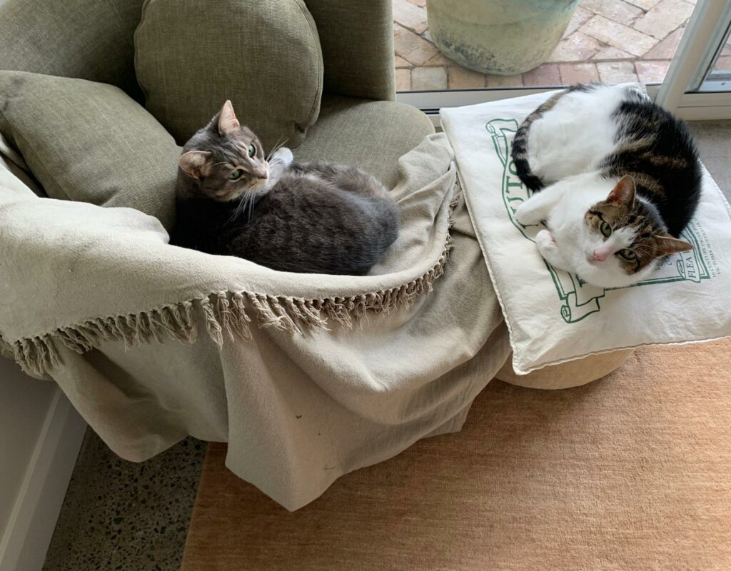 WhatsApp Image 2025-10-20 at 3.26.01 PM