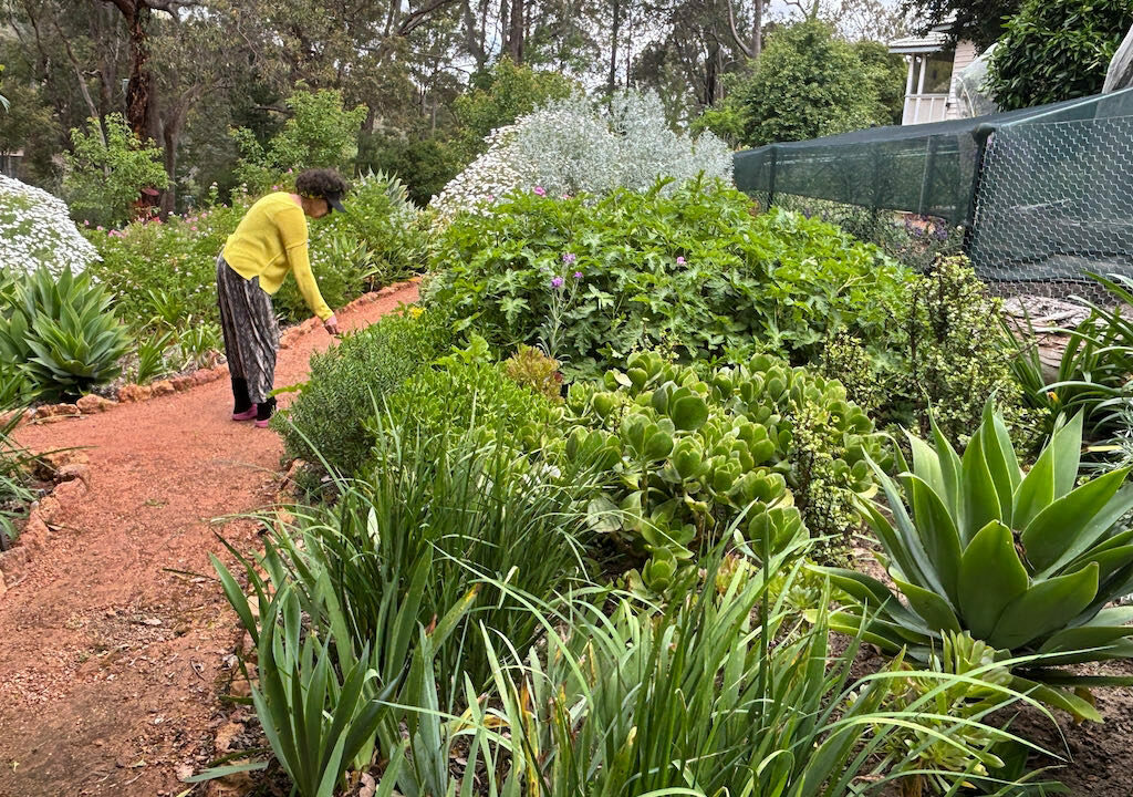 IMG_9297 Succulent garden