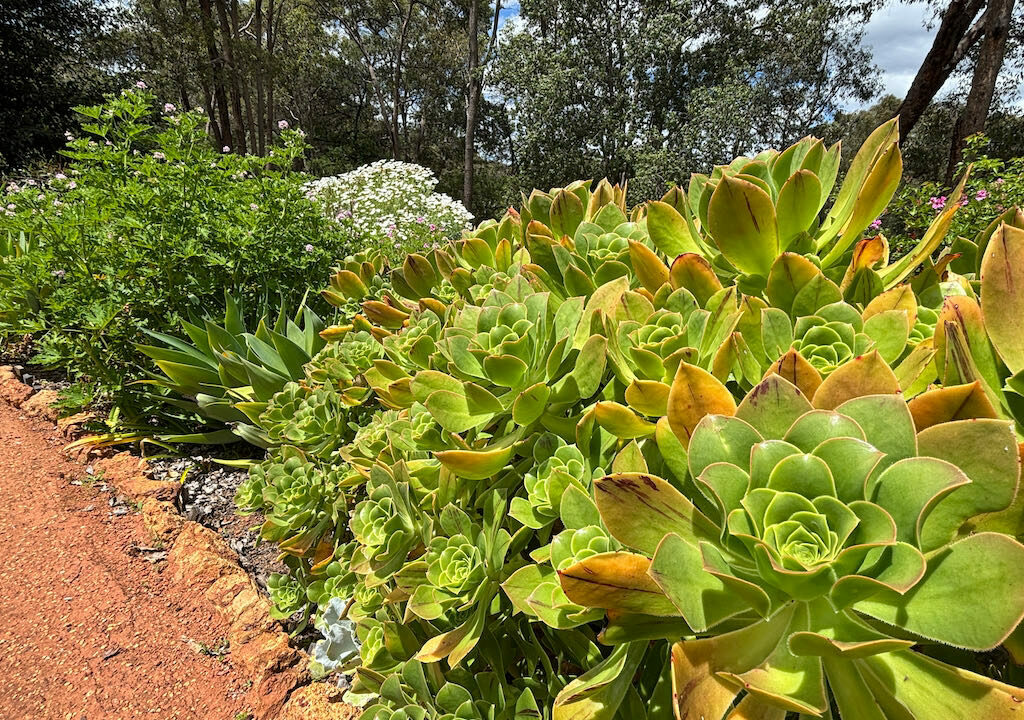 IMG_9314 Succulent  garden