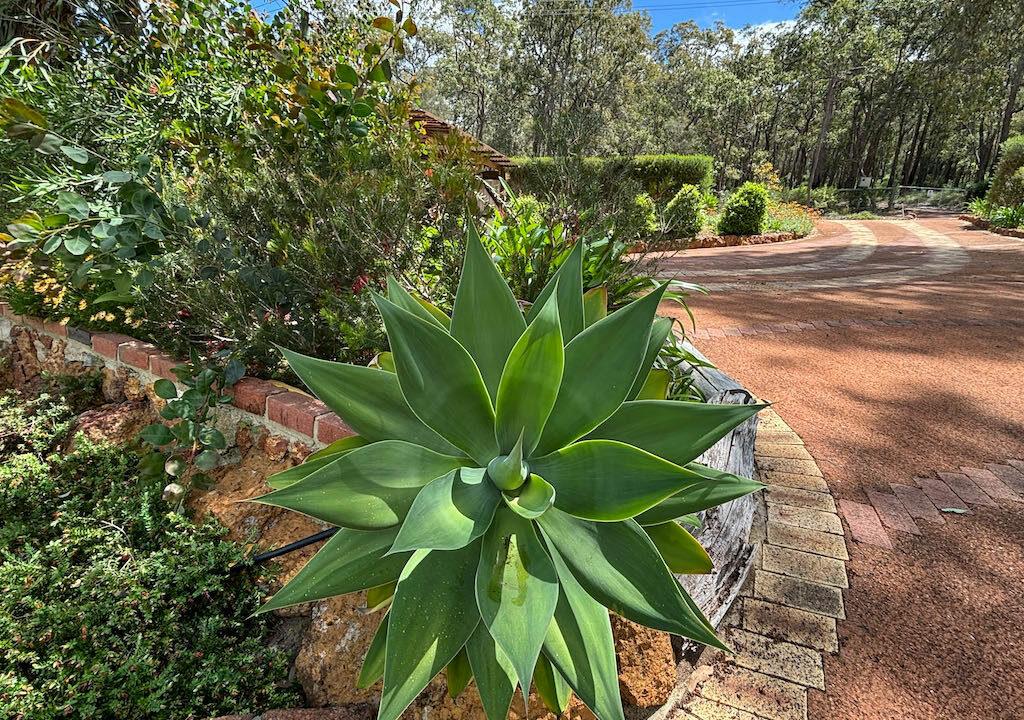 IMG_9346 Driveway & succulent garden
