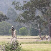 Cormorant in the Bush 