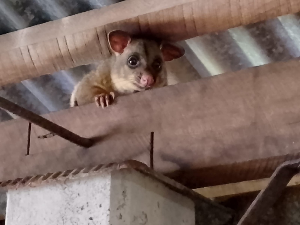 43908658-83E2-4AB8-8D3C-3A2A2AB35341_1_105_c