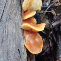 01E3BBD4-A2CC-42DD-8652-F450B598B58C_1_105_c 