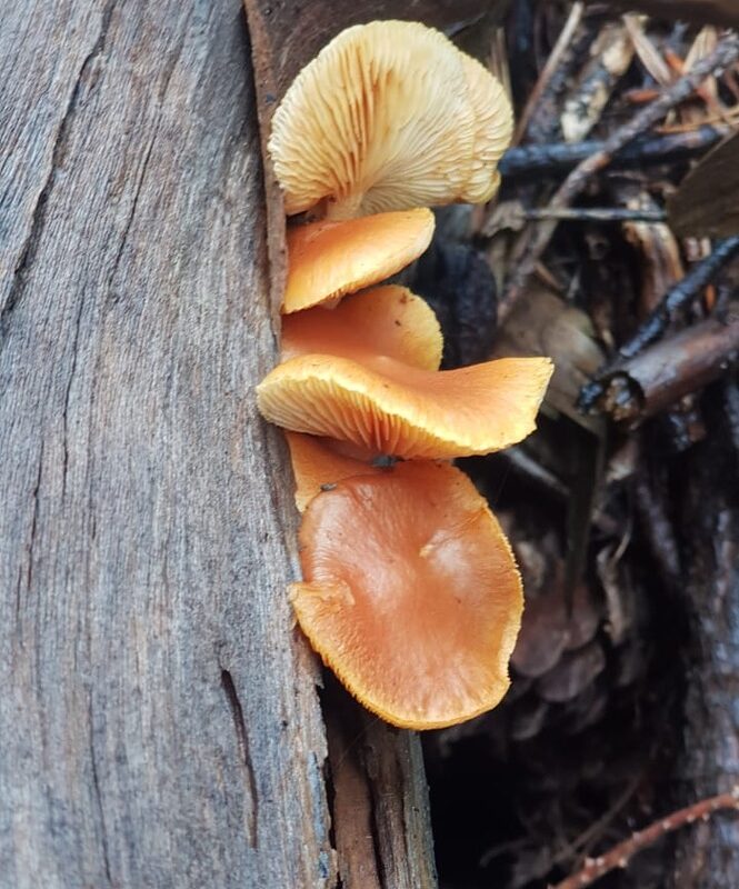 01E3BBD4-A2CC-42DD-8652-F450B598B58C_1_105_c