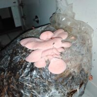 05D80739-3637-435C-89C1-65705117F759_1_105_c 