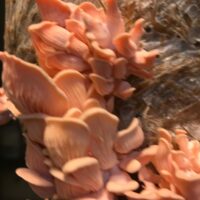 063BB0B2-5698-4097-90C0-330B6A2CA078_1_105_c 