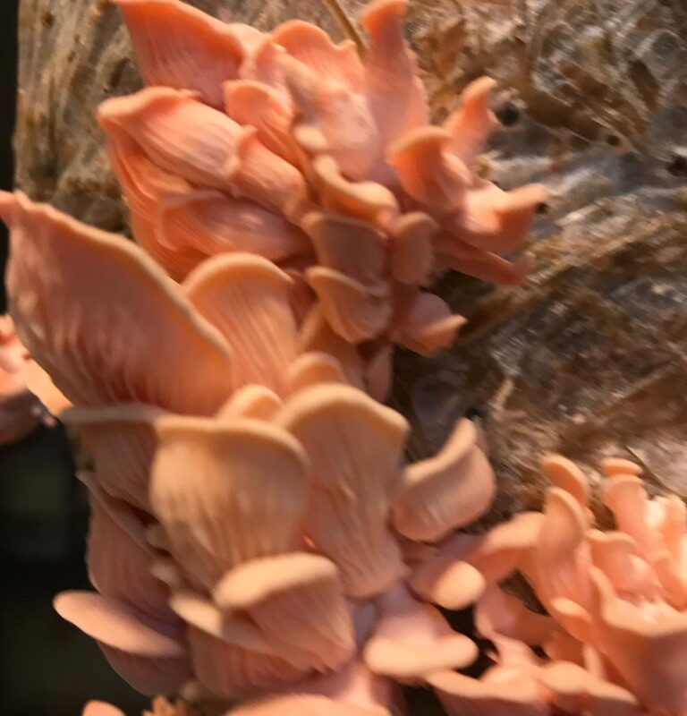 063BB0B2-5698-4097-90C0-330B6A2CA078_1_105_c