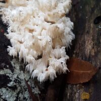 08B22D70-D626-4734-964A-816D50DF00C7_1_105_c 