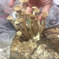 0D8D72A7-596B-4436-8B8F-55A6B8BFD54B_1_105_c 