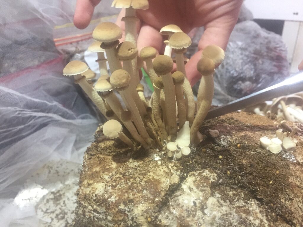 0D8D72A7-596B-4436-8B8F-55A6B8BFD54B_1_105_c