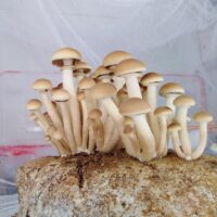 1AB5D972-35F4-4BE4-A88F-ABA769E9BF66_1_105_c 