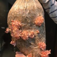 1CD1642F-1649-48DD-8007-E517CA4B583D_1_105_c 