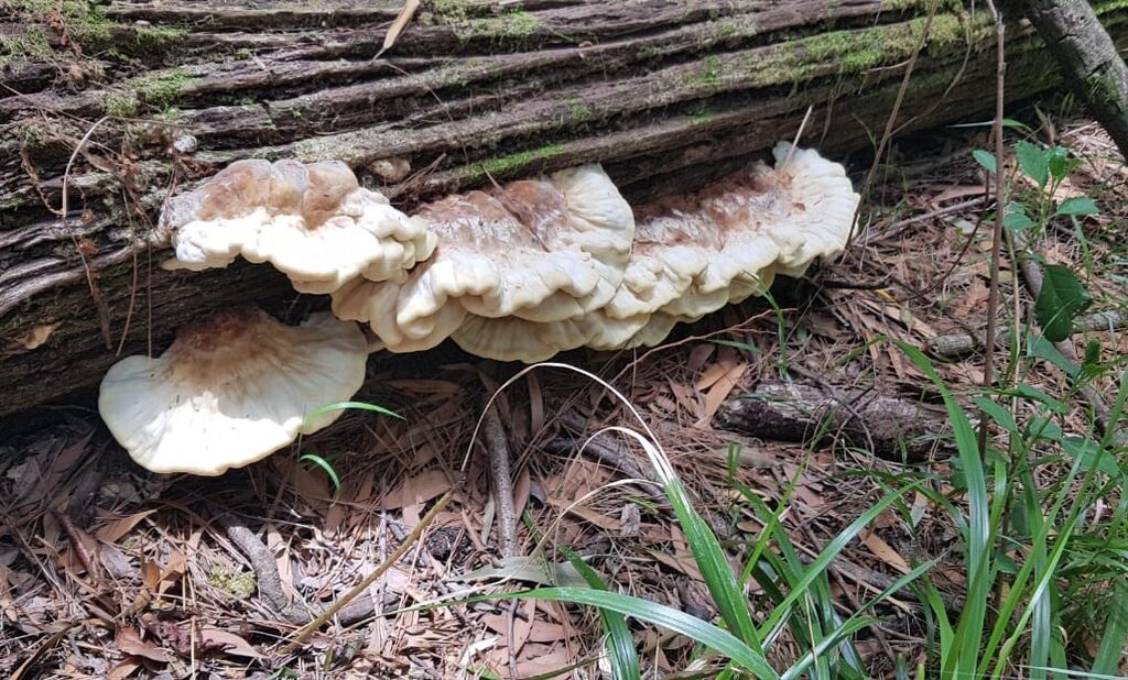 1DEC07CF-320D-47AA-864A-3645A23B1F91_1_105_c