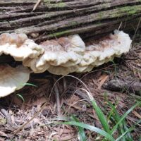 1DEC07CF-320D-47AA-864A-3645A23B1F91_1_105_c 